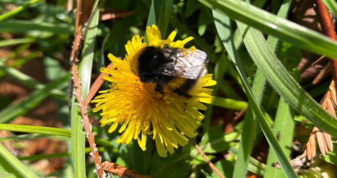 A bee resting on a dandelion flower