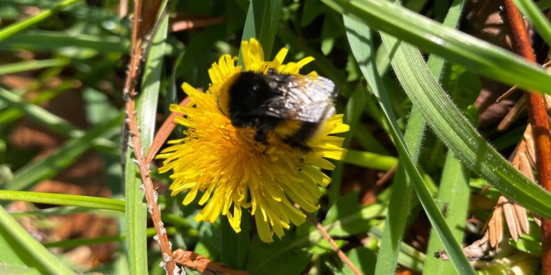 Ingredient profile – Dandelion
