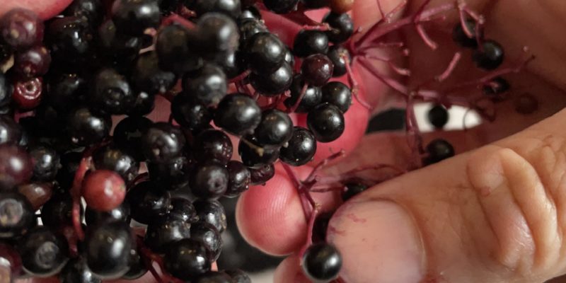 Elderberries